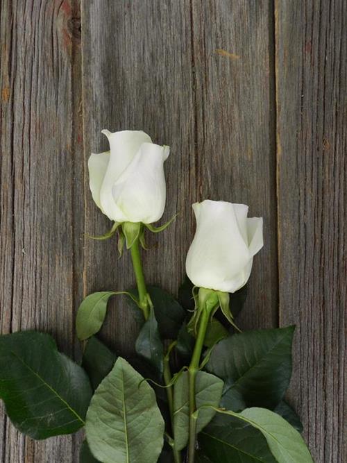 AMELIA  WHITE ROSES